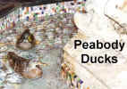 PeabodyDucks.jpg (101403 bytes)