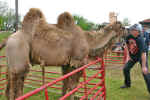 Camel1.jpg (143038 bytes)
