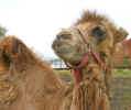 Camel2.jpg (126120 bytes)