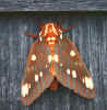 Moth.jpg (27596 bytes)