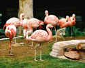 Flamingos1.jpg (49304 bytes)